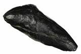 Fossil Sperm Whale (Scaldicetus) Tooth - South Carolina #175994-1